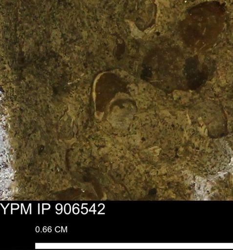 Corbulamella?