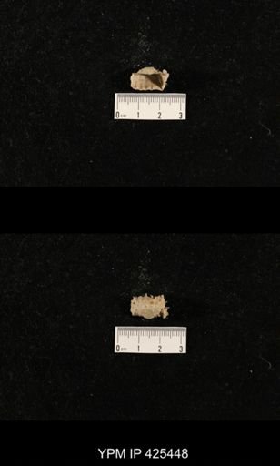 Liosotella sp.