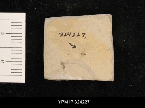 undet. Hemiptera