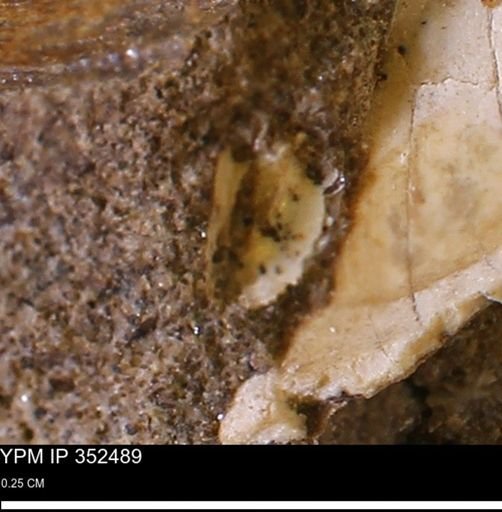 undet. Bivalvia