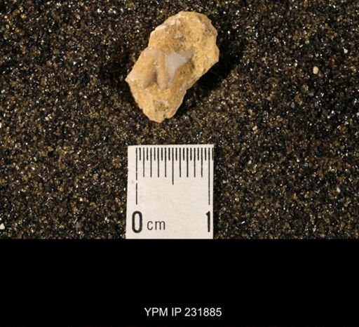 Chonetina flemingi