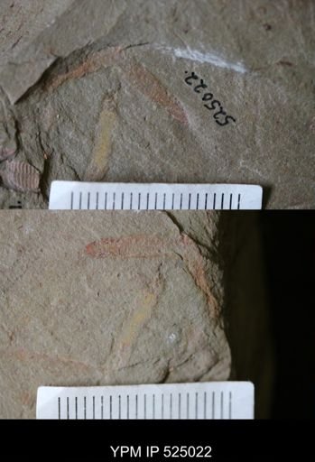 undet. Ichnofossil