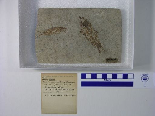 Knightia eocaena
