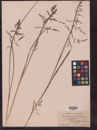 Panicum agrostoides