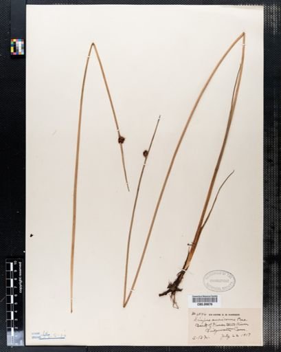 Scirpus americanus