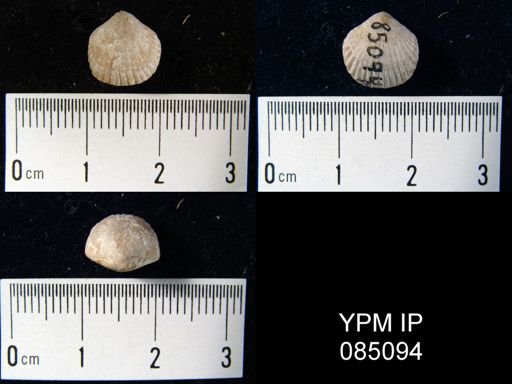 Uncinulus sp.
