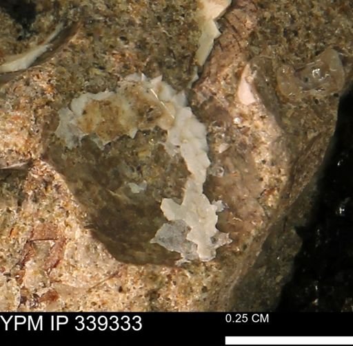 undet. Mollusca
