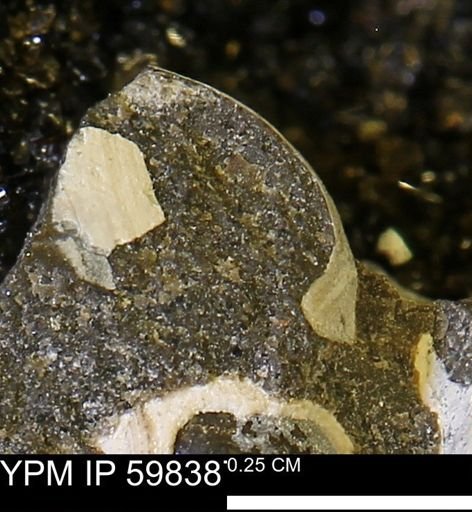 Limopsis striatopunctatus