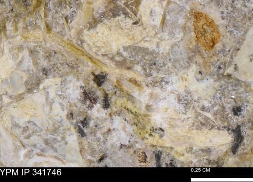 Scaphites sp.