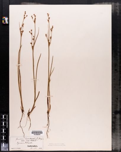 Juncus canadensis