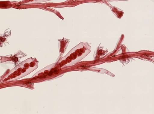 Obelia sp.