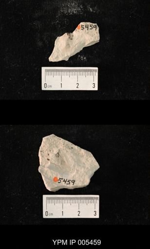 Misthodotes obtusus