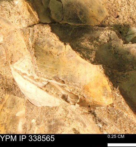 Protocardia subquadrata