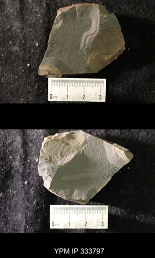 undet. Graptolithina