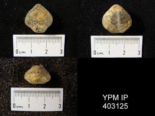Composita trinuclea