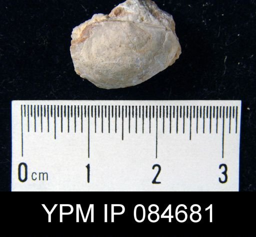 Pholidostrophia niagarensis