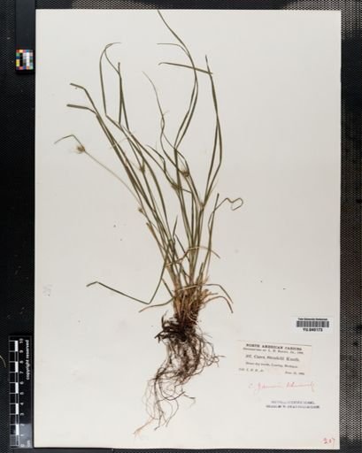 Carex jamesii