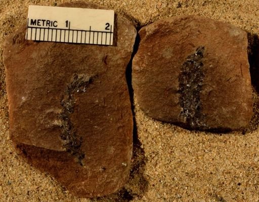 Lepidodendron