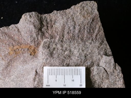 undet. Cheloniellidae