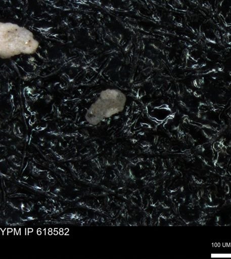 undet. Foraminiferida