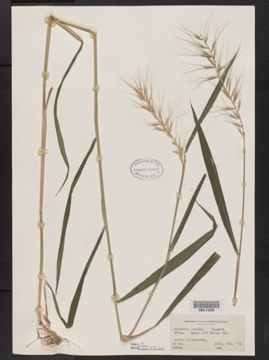 Elymus hystrix