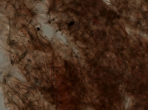 Halichondria melanadocia