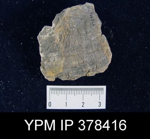 Pustula semipunctata