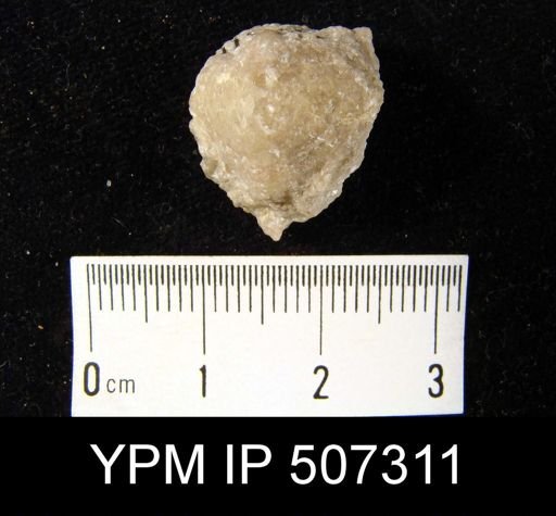 Athyridida