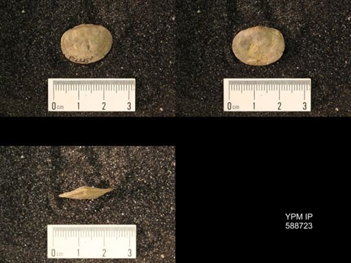 Strophomena sulcata
