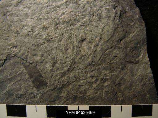 undet. Eurypterida