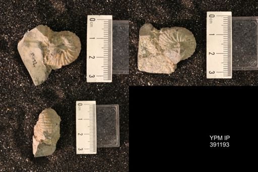 Scaphitidae