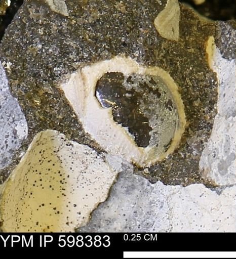 undet. Gastropoda