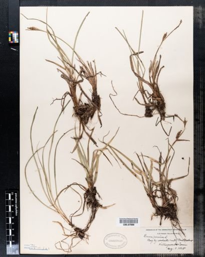 Carex panicea