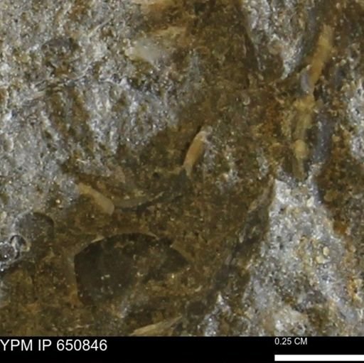 undet. Bivalvia