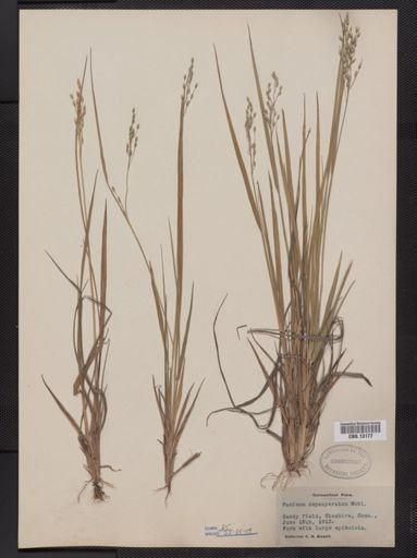 Panicum depauperatum