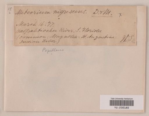 Papillaria nigrescens