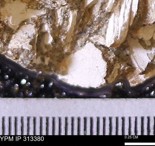Corbicula sp.