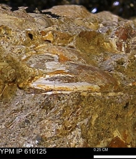 undet. Bivalvia