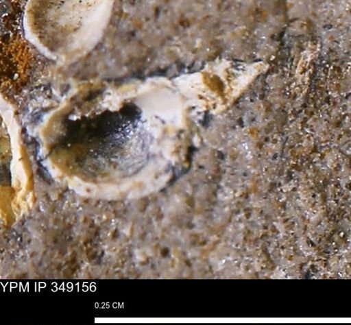 undet. Mollusca