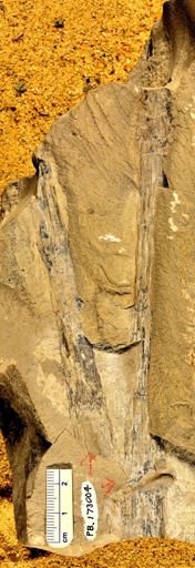 Phyllotheca australis