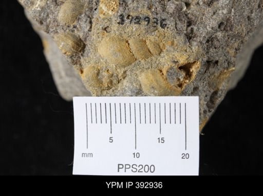 Goniobasis tenuicarinata