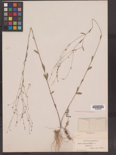 Linum virginianum