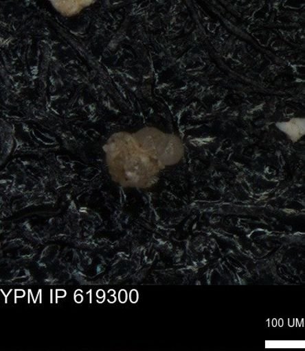 undet. Rugoglobigerinidae