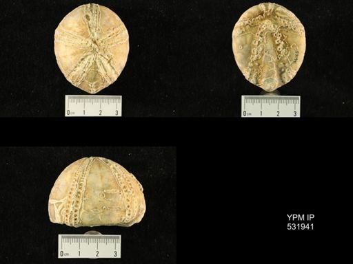 Echinocorys ovata