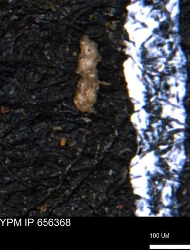 Ammobaculoides phaulus