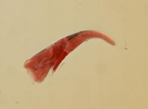 Creseis virgula