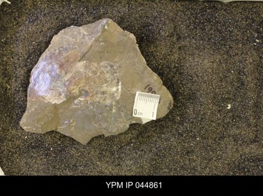 Sphenodiscus lenticularis
