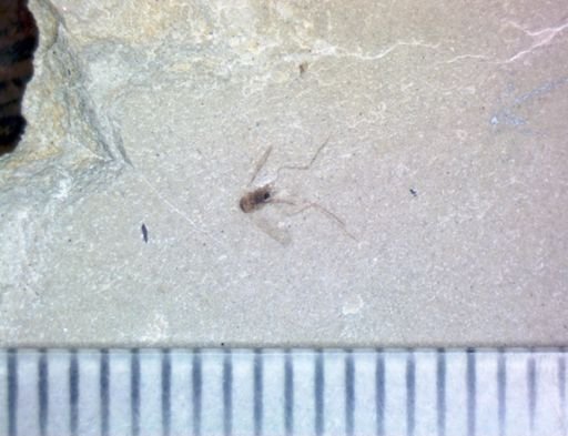 undet. Diptera