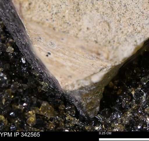 undet. Bivalvia