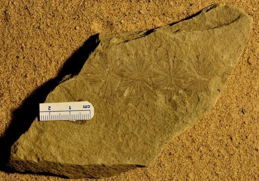 Annularia